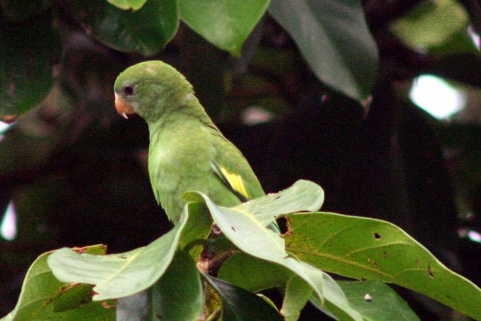 Photo (3): Canary-winged Parakeet