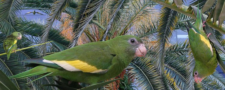 Photo (4): Canary-winged Parakeet