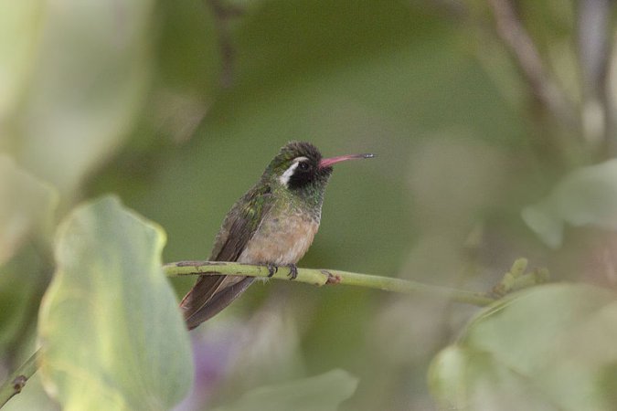Photo (2): Xantus's Hummingbird