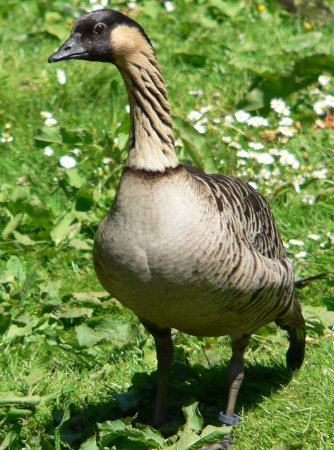 Photo (1): Hawaiian Goose