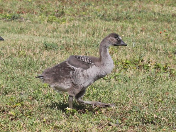 Photo (3): Hawaiian Goose