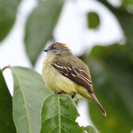 Photo (1): Yellow-crowned Tyrannulet