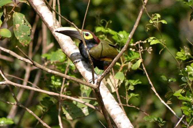 Photo (3): Yellow-eared Toucanet