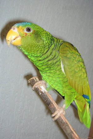Photo (3): Yellow-lored Parrot