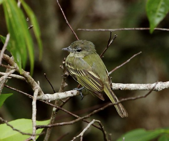 Photo (2): Yellow-margined Flycatcher