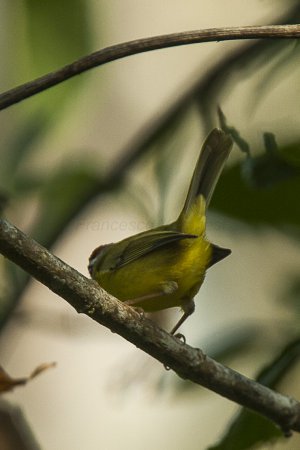Photo (3): Yellow-margined Flycatcher