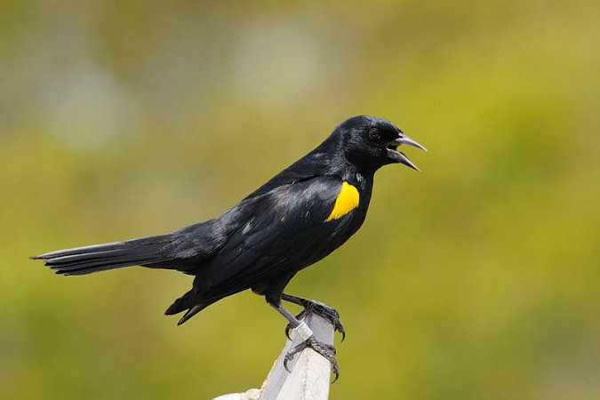 Photo (3): Yellow-shouldered Blackbird