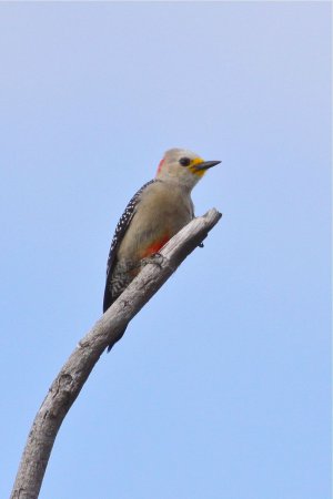 Photo (3): Yucatan Woodpecker