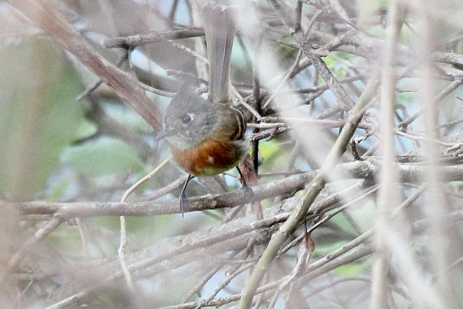Photo (3): Belted Flycatcher