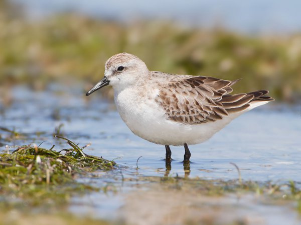 Photo (2): Red-necked Stint