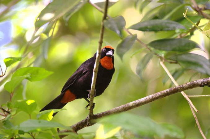 Photo (1): Puerto Rican Bullfinch