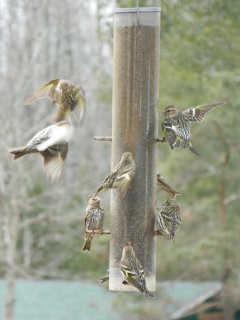 Photo (24): Pine Siskin