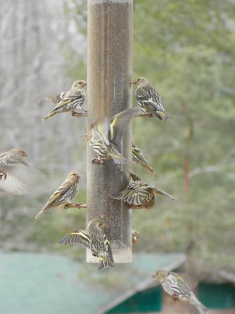 Photo (25): Pine Siskin
