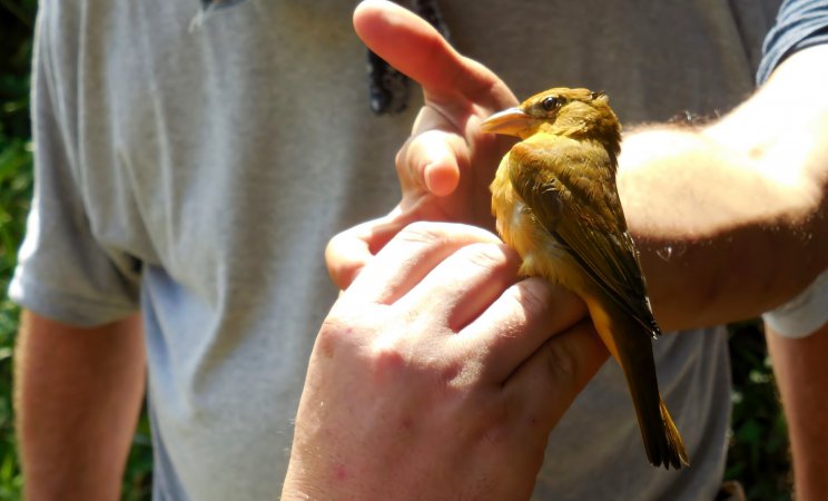 Photo (28): Summer Tanager