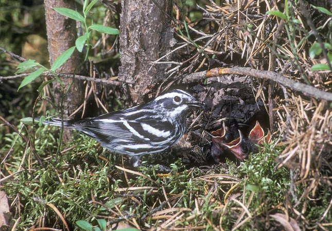 Photo (29): Black-and-white Warbler