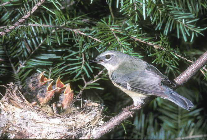 Photo (23): Black-throated Blue Warbler