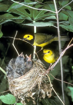 Photo (25): Hooded Warbler