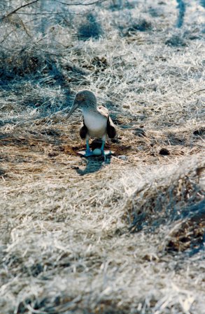 Photo (23): Blue-footed Booby