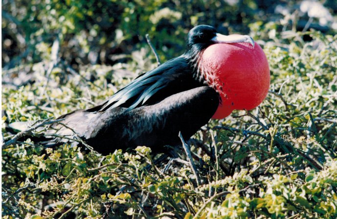 Photo (3): Magnificent Frigatebird
