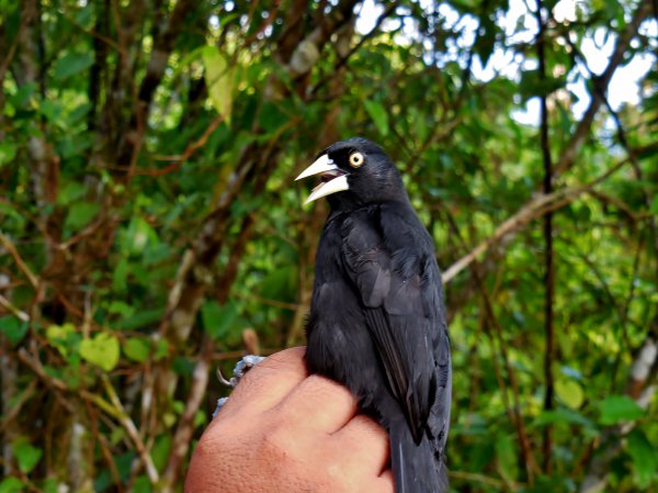 Photo (4): Yellow-billed Cacique