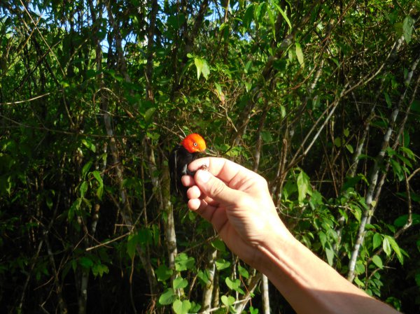 Photo (5): Red-capped Manakin