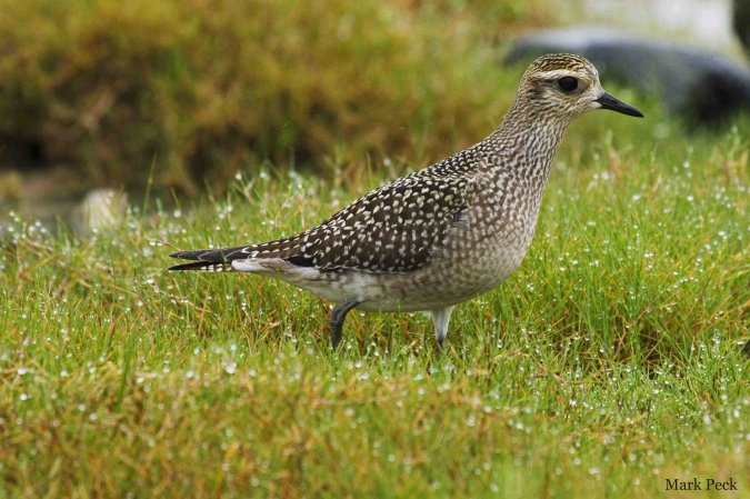 Photo (17): American Golden-Plover