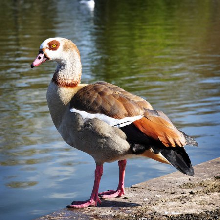 Photo (1): Egyptian Goose