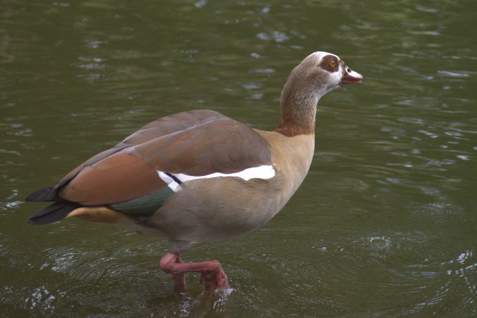 Photo (2): Egyptian Goose