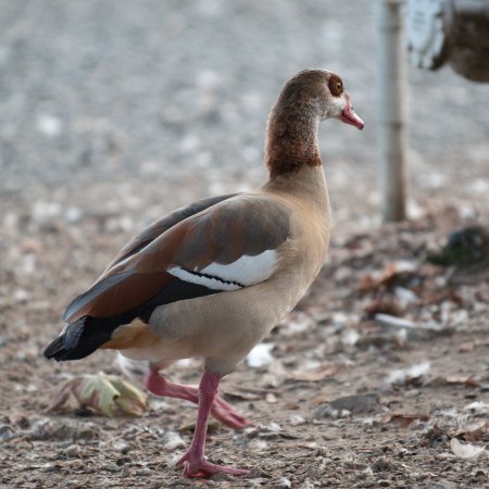 Photo (3): Egyptian Goose