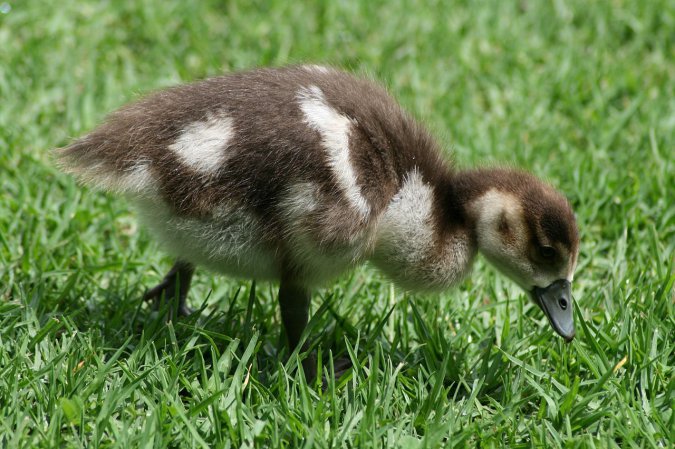 Photo (4): Egyptian Goose