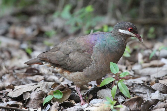 Photo (1): Bridled Quail-Dove
