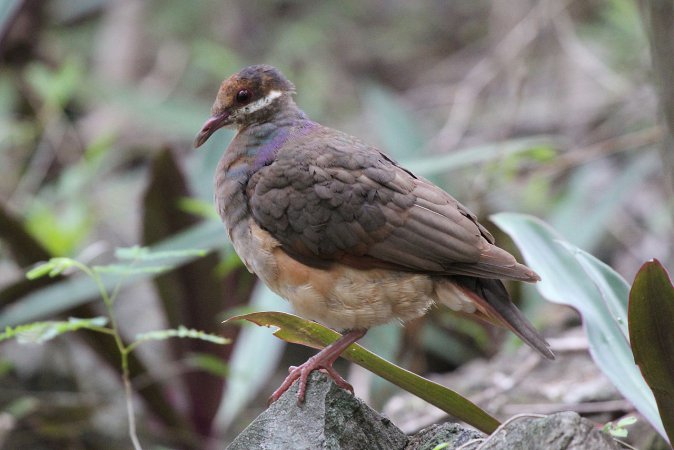 Photo (2): Bridled Quail-Dove