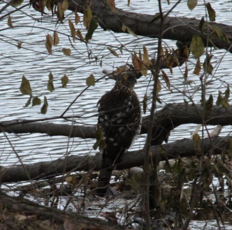 Photo (16): Northern Goshawk