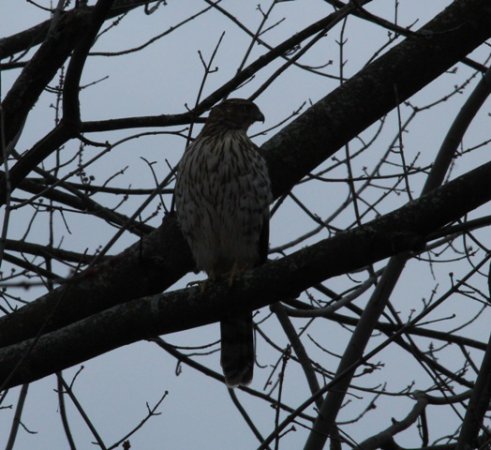 Photo (17): Northern Goshawk