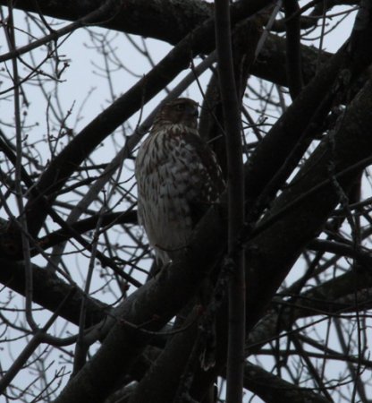 Photo (6): Northern Goshawk