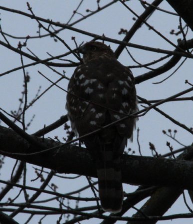 Photo (18): Northern Goshawk