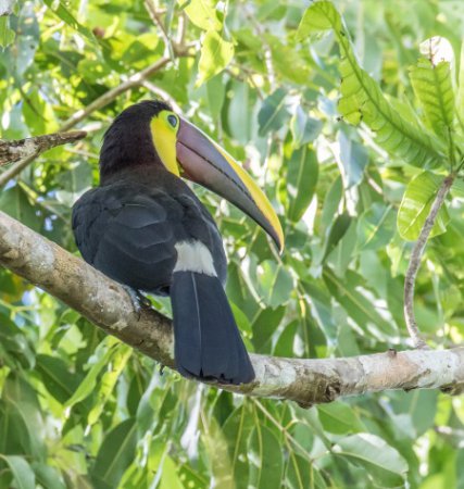 Photo (8): Black-mandibled Toucan