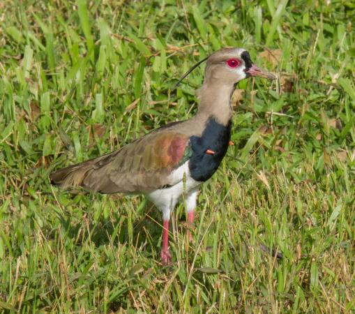 Photo (3): Southern Lapwing