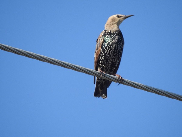 Photo (23): European Starling