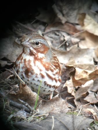 Photo (15): Fox Sparrow