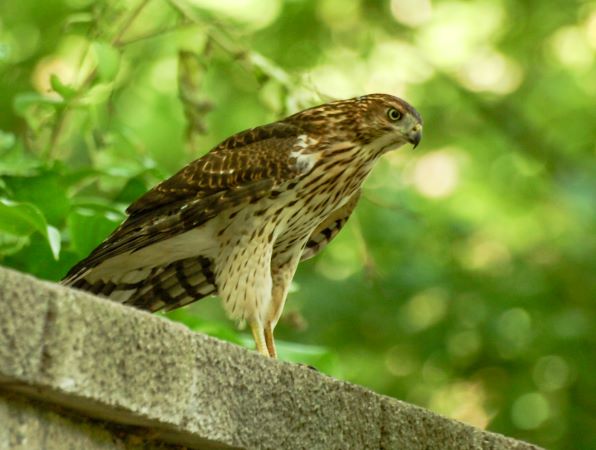 Photo (4): Northern Goshawk