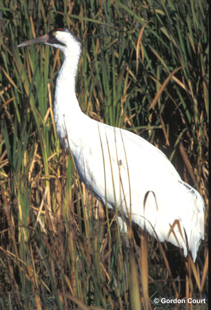 Photo (1): Whooping Crane