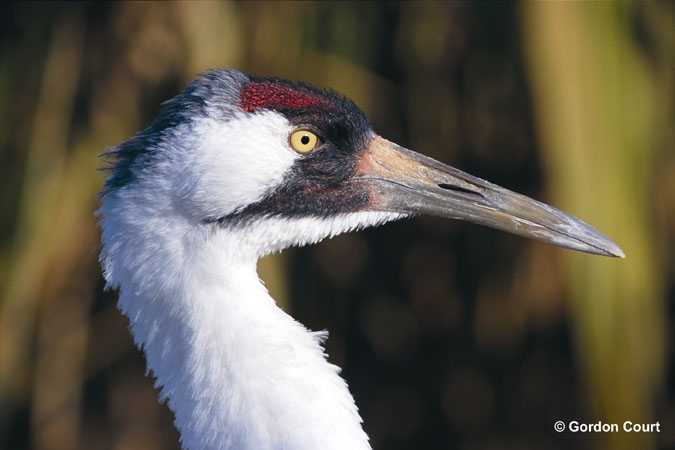 Photo (4): Whooping Crane