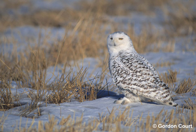 Photo (8): Snowy Owl
