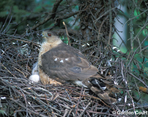 Photo (23): Cooper's Hawk