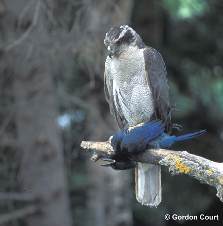 Photo (3): Northern Goshawk