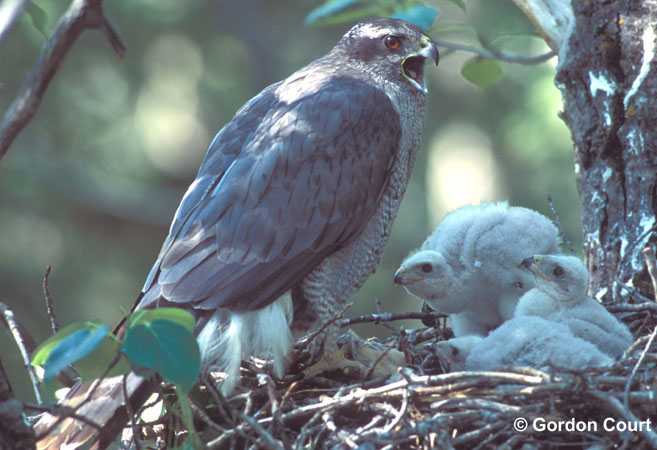 Photo (10): Northern Goshawk