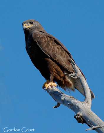 Photo (3): Ferruginous Hawk