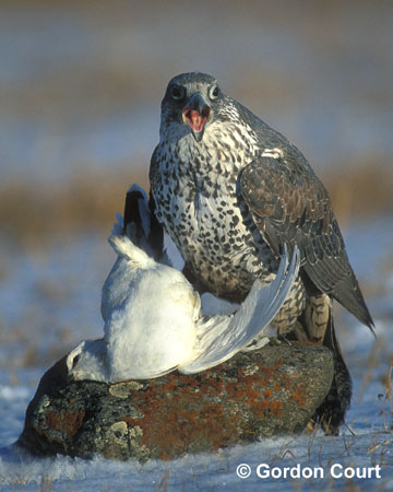 Photo (4): Gyrfalcon