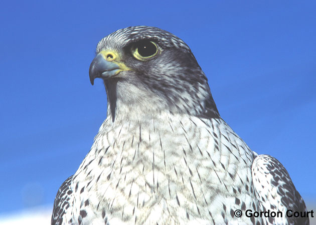 Photo (5): Gyrfalcon